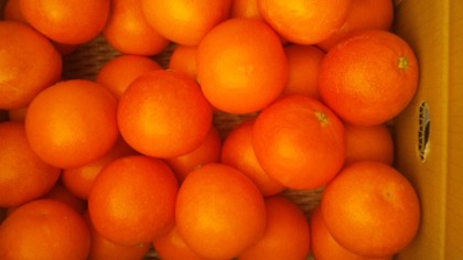 ブラッドオレンジ　熊本産　２．５ｋｇ
